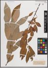 Foto von Salix caprea L. x Salix viminalis L.